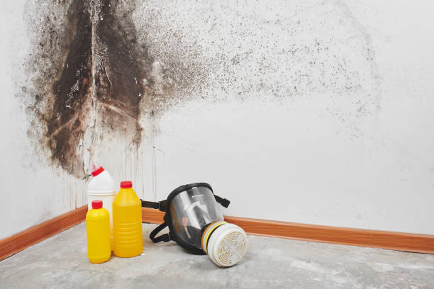 Reliable Springville, NY Mold Removal Solutions
