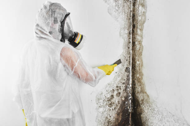 Best Commercial Mold Removal  in Springville, NY