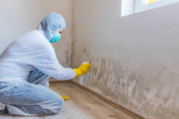 Best Professional Mold Removal  in Springville, NY