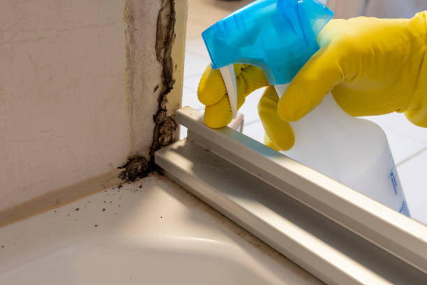 Best Attic Mold Removal  in Springville, NY