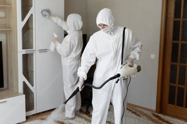 Best Mold Damage Repair  in Springville, NY