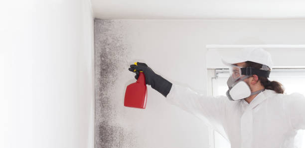 Best Fast Mold Removal  in Springville, NY