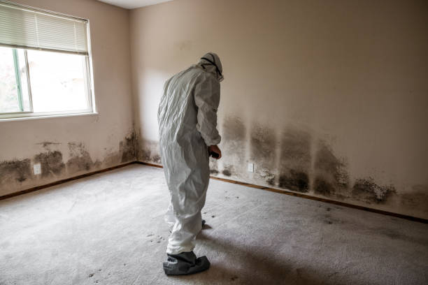 Best Emergency Mold Removal  in Springville, NY