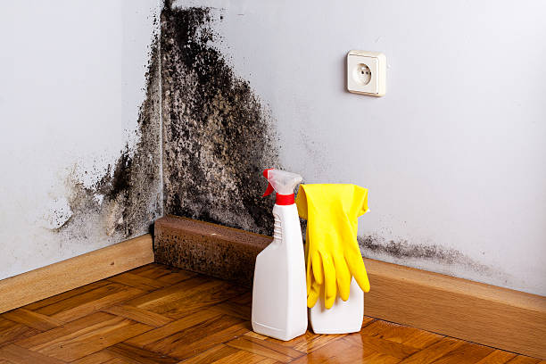 Best Toxic Mold Removal  in Springville, NY