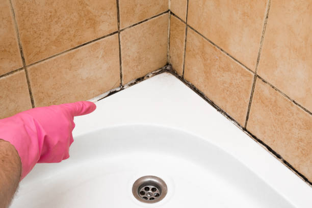 Best Mold Cleaning Services  in Springville, NY